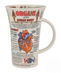 Dunoon Becher Glencoe "Organs of the Human Body"